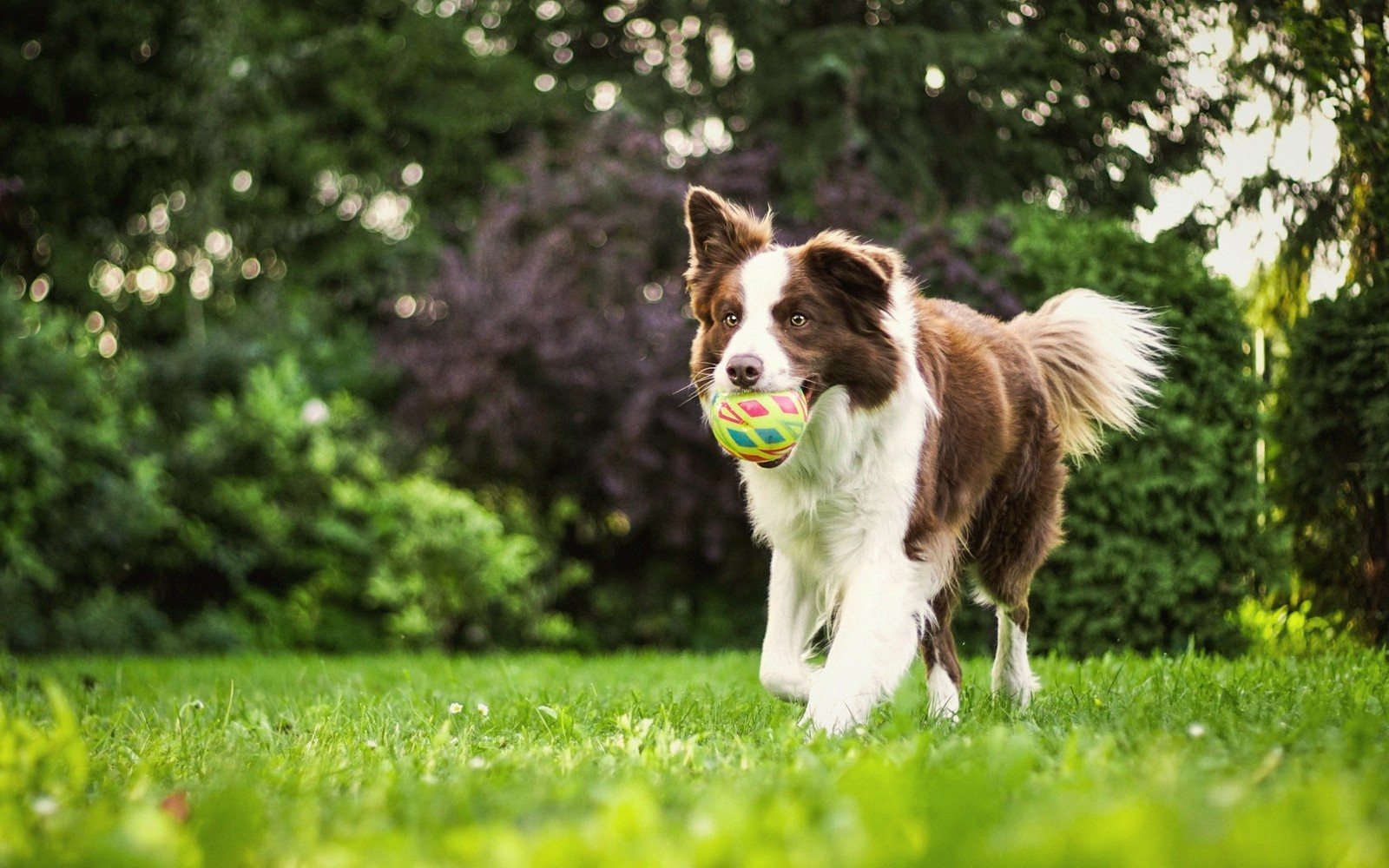 How Much Exercise a Dog Actually Needs