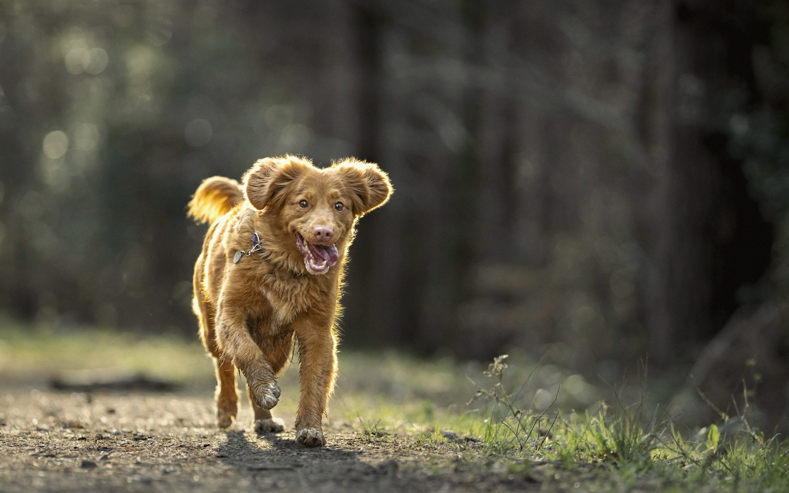 Keeping Pets Fit and Healthy
