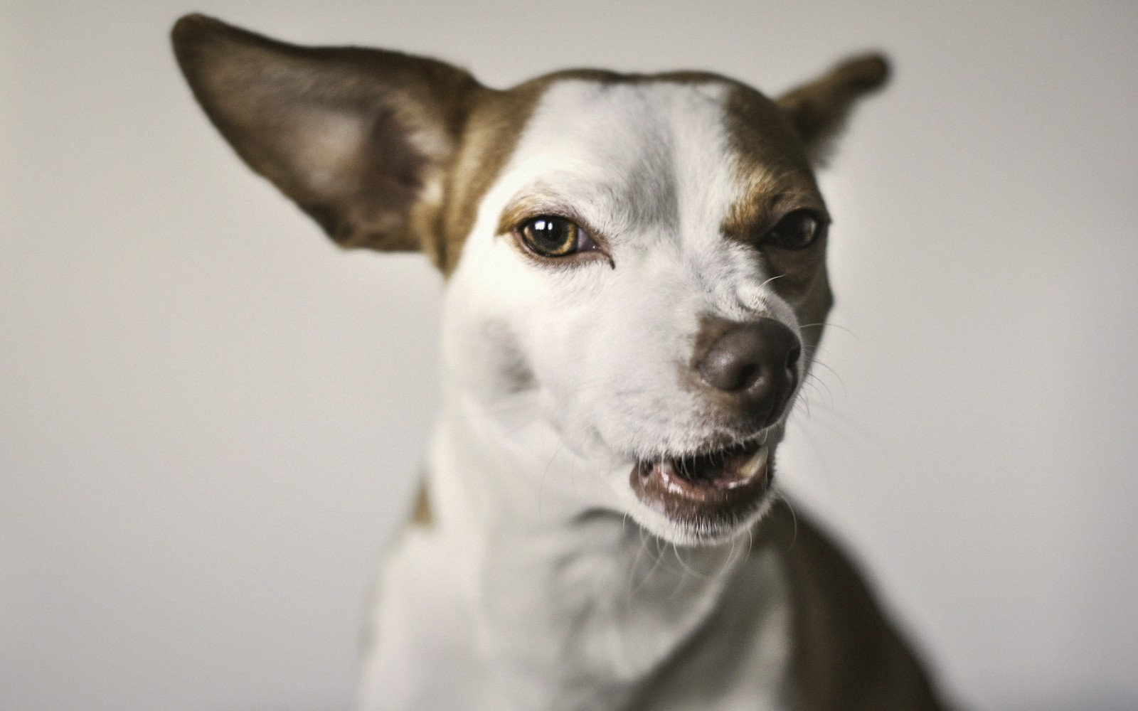 Reading Your Dog's Body Language