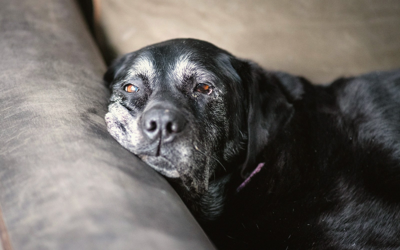 Caring for a Senior Pet