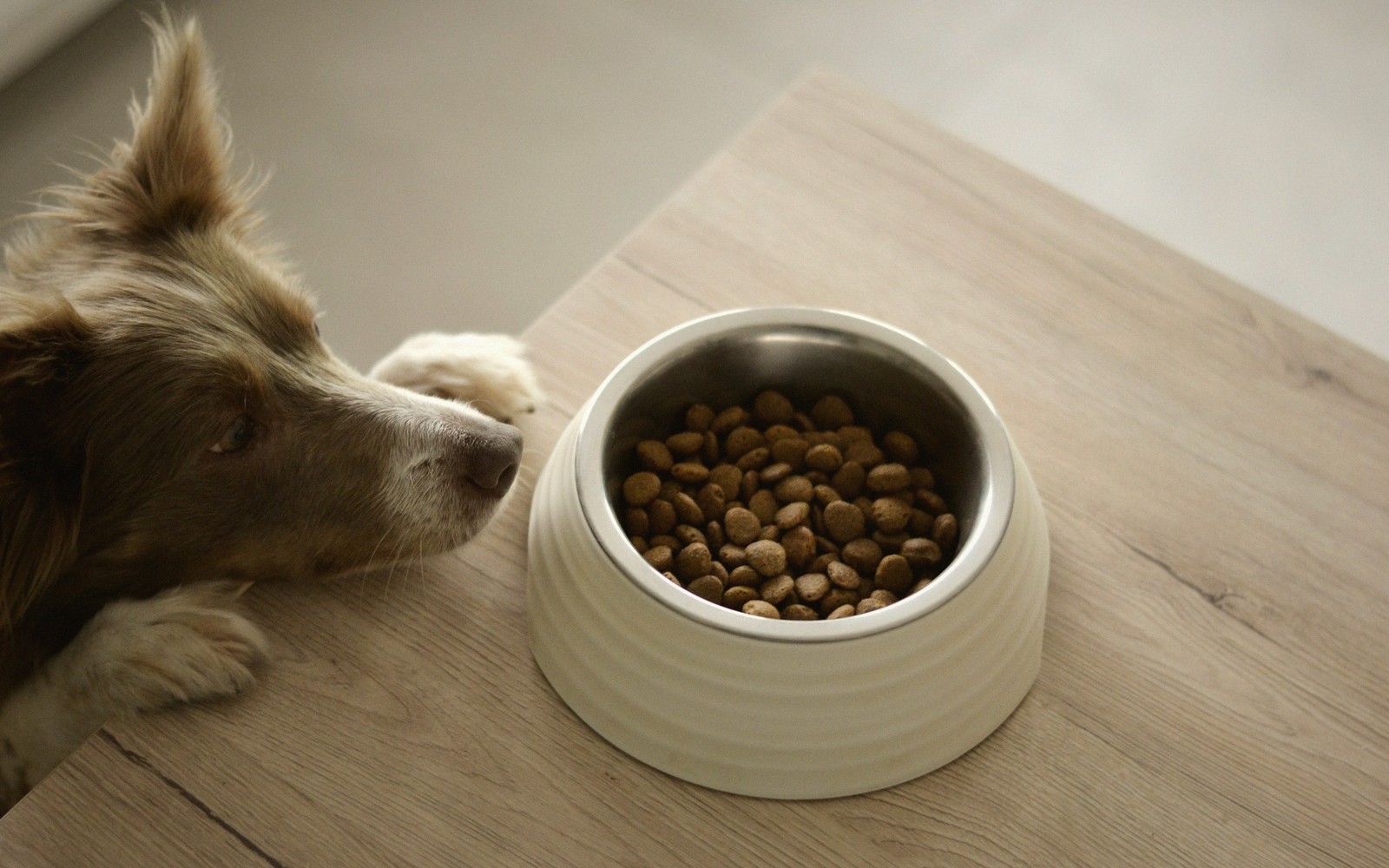 Treats, Portions and the Begging Face