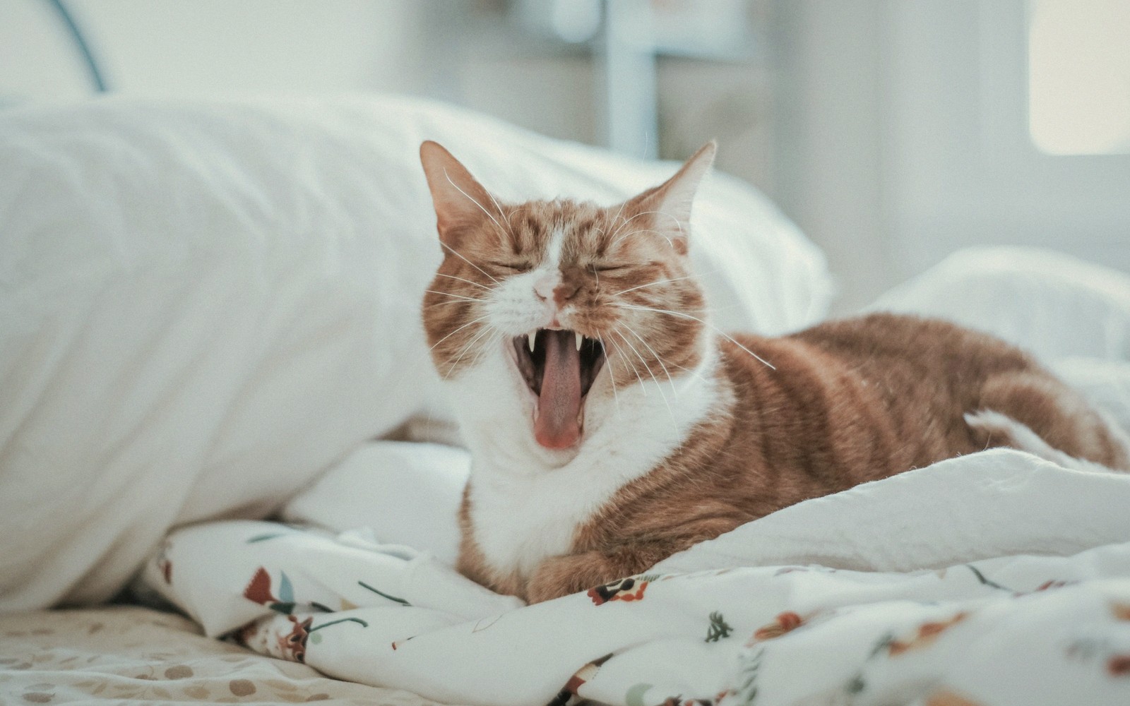 Ginger and white cat yawning widely while lying on a bed